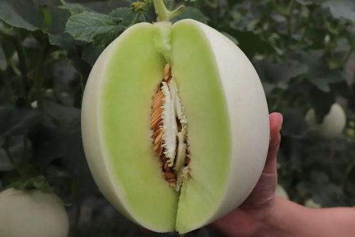娱乐吃瓜菌人人有苦衷,人人有苦衷,吃瓜背后的故事与真相 第3张 娱乐吃瓜菌人人有苦衷,人人有苦衷,吃瓜背后的故事与真相 第3张
