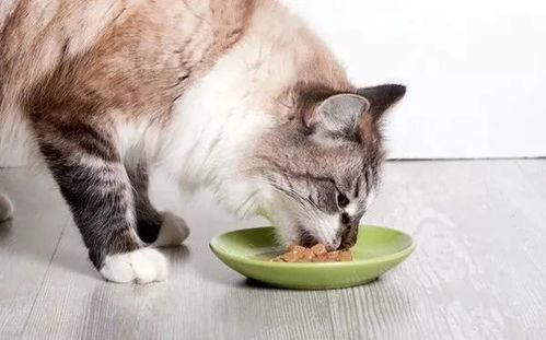 娱乐吃瓜酱小猫咪,揭秘娱乐圈幕后风云