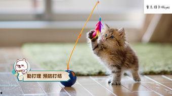 娱乐吃瓜酱小猫咪,揭秘娱乐圈幕后风云 第2张 娱乐吃瓜酱小猫咪,揭秘娱乐圈幕后风云 第2张