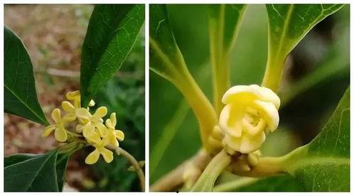 娱乐吃瓜酱桂花树,桂花树下那些不为人知的娱乐圈秘闻 第2张 娱乐吃瓜酱桂花树,桂花树下那些不为人知的娱乐圈秘闻 第2张
