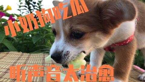 娱乐吃瓜菌小狗视频下载,轻松获取热门吃瓜内容 第1张 娱乐吃瓜菌小狗视频下载,轻松获取热门吃瓜内容 第1张