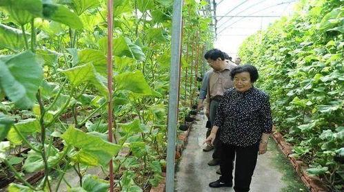 娱乐吃瓜场地图片真实,一场别开生面的乡村“吃瓜”盛宴 第1张 娱乐吃瓜场地图片真实,一场别开生面的乡村“吃瓜”盛宴 第1张