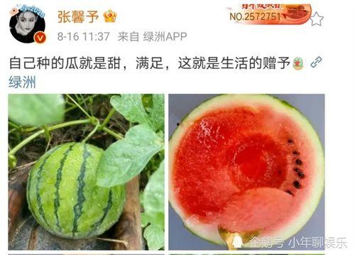 娱乐圈密集性吃瓜,瓜田李下,揭秘明星们的秘密花园 第3张 娱乐圈密集性吃瓜,瓜田李下,揭秘明星们的秘密花园 第3张