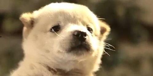 娱乐吃瓜酱中华田园犬,揭秘中华田园犬的趣味生活  第3张