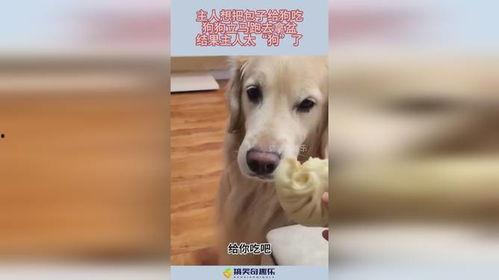 娱乐吃瓜酱送小狗视频  第3张