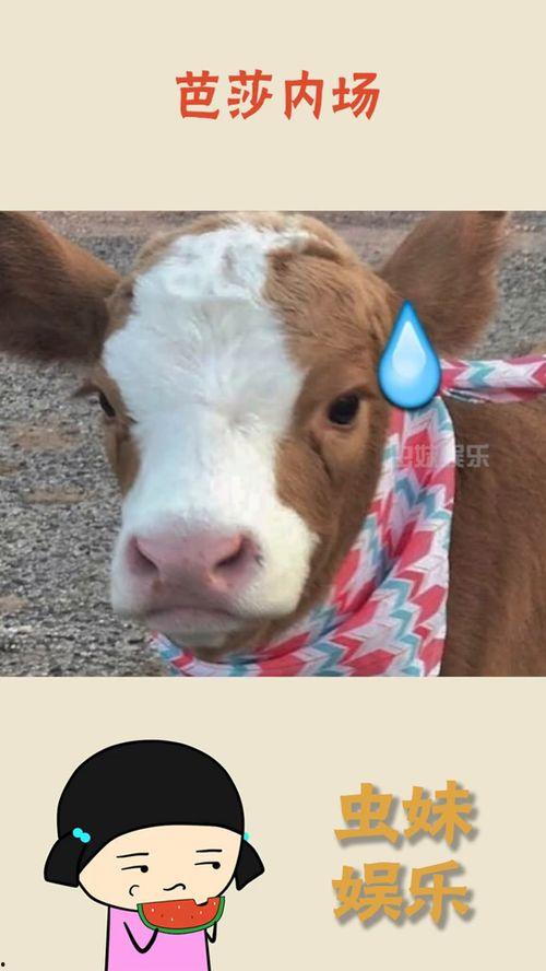 娱乐吃瓜酱妈妈的宠物,揭秘宠物界的明星生活  第1张