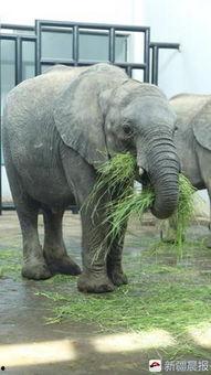 娱乐吃瓜小象是谁啊,网络红人的崛起之路  第3张